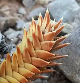 Astroloba spiralis in habitat