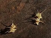 Close-up of fruit