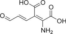 Skeletal formula of 2-amino-3-carboxymuconic semialdehyde