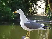 Yellow-legged gull Larus michahellis