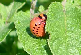 4th instar stage of larva, before pupation