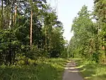 A forest view at Schildhornweg