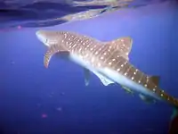 Image 48A whale shark near of the Island of Útila in Honduras (from Flora and fauna of Honduras)