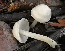 A. sericella (type species) = Entoloma sericellum