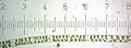 Spirogyra (Each numbered tick = 122 μm)