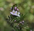 Flowers just opening in early September