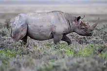 Gray rhinoceros