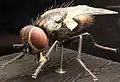 housefly (1932, 50:1 scale)