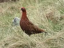 Red grouse 
in Northumberland