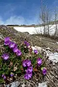 In bloom in May, snow still present nearby