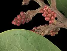 Detail of buds