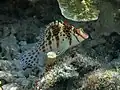 Dwarf hawkfish at Moalboal Philippines, 2014