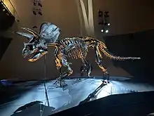 An imposing Triceratops fossil on display, lit by blue and yellow light.