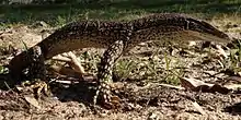  A 'race horse' goanna, photographed on the north side of Rowley Road near the old hall site. (2015)