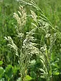 Poa pratensis flowers