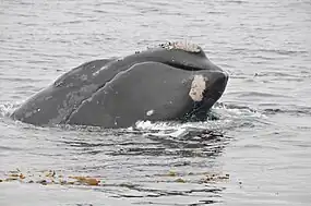 Single gray whale surfacing at Anacapa Island Special Closure