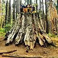 Firefighters pose atop a giant sequoia stump.