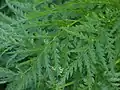 Close-up of leaflets of fern-like foliage