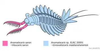 Outdated reconstruction of "Anomalocaris saron", chimerically reconstructed after body of I. maotianshanensis and frontal appendage of Houcaris saron