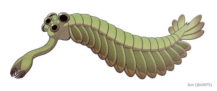 Opabinia was a bizarre stem-arthropod that possessed five stalked eyes, and a fused proboscis tipped with a claw-like appendage.