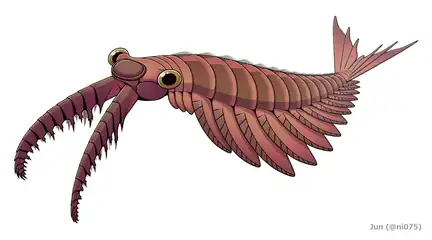 Image 11Anomalocaris canadensis is one of the many animal species that emerged in the Cambrian explosion, starting some 539 mya, and found in the fossil beds of the Burgess shale. (from Animal)