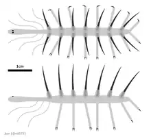 Hallucigenia sparsa was a member of group lobopodian, that is considered to related to be modern velvet worms.