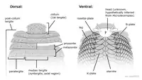 Anterior morphology of A. armata