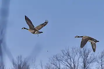 Canada geese