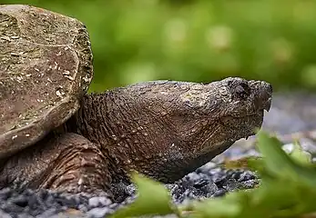 Female Snapping Turtle laying eggs (not visible) near Pike's Pond