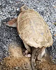 Snapping turtle laying eggs