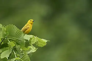 Yellow Warbler