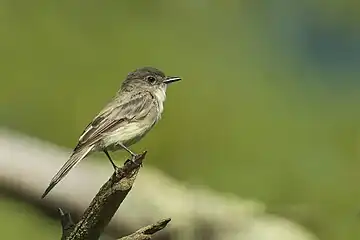 Eastern Phoebe