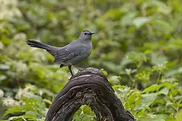 Gray Catbird near Pike's Pond