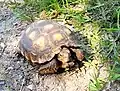 Texas tortoise (Gopherus berlandieri), Bee Co. Texas, USA (2023).