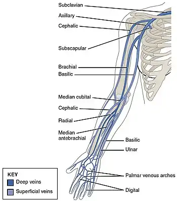 An image showing major arm veins