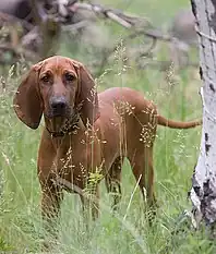 A bitch in the field