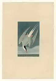 The Arctic Tern, plate #250