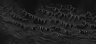 Close-up of complex, dark dunes in the previous image of the floor of Noctis Labyrinthus, as seen by HiRISE under the HiWish program.