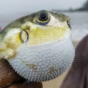 Fisherman handpicks a puffer from his day's catch before throwing it back to prevent poisoning. Tarkwa bay, Lagos