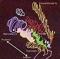 Hypothalamic nuclei on one side of the hypothalamus, shown in a 3-D computer reconstruction