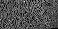 Brain terrain, as seen by HiRISE under HiWish program  Box shows the size of football field.