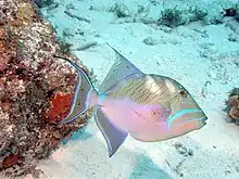 The queen triggerfish has elegant extensions to its fins.