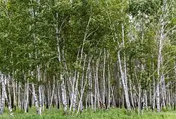 Birch forest, Tyukalinsky District