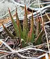 Haworthia variegata has thin, straight, erect leaves, with variegated spined margins.