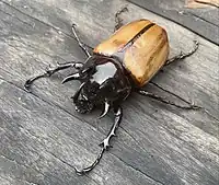 This was found in the wilderness north of Liuzhou, Guangxi, China