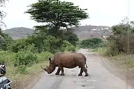 White rhino crossing