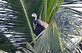 A white backed vulture (Gyps bengalensis) spotted at Sajnakhali Wildlife Sanctuary