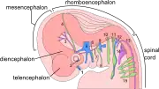 The embryo's nervous system at six weeks