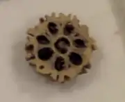 Cross-section of a 7-faced rudraksha stone