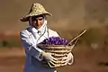 Saffron Farm, Torbat-e-Heydarieh, Razavi Khorasan, Iran